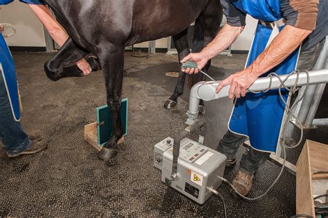 Radiographie et échographie d'un cheval et fouille d'une jument avec