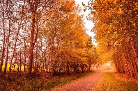 Beautiful Autumn Landscape In Warm Stock Image