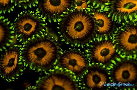 Fluorescence In Corals Sea World Underwater Photography Coral