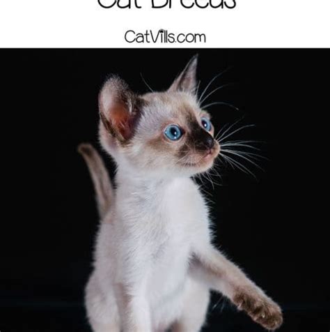 18 Most Affectionate Cat Breeds Get Ready For Cuddles