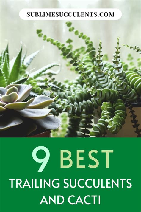 There are a wide variety of succulent plants available to the home gardener, but among the most popular types are hanging and trailing plants. 9 Best Trailing Succulents and Cacti in 2020 | Succulents ...