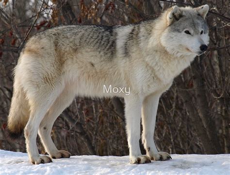 The Grey Timberwolf Canis Lupus By Moxy Redbubble