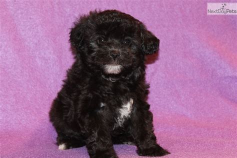 Find a cavapoo on gumtree, the #1 site for dogs & puppies for sale classifieds ads in the uk. Malachi: Havapoo puppy for sale near Dallas / Fort Worth ...