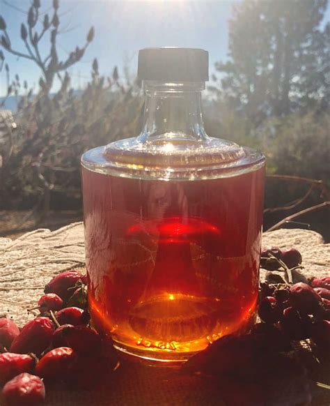 How To Forage Rose Hips And A Recipe For Rose Hip Syrup — All Posts