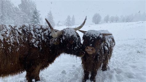 Scottish Highland Cattle In Finland Snowing Like Crazy Highland