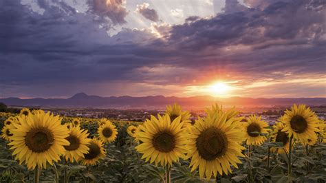 Sunflowers During Sunrise 4k Hd Flowers Wallpapers Hd