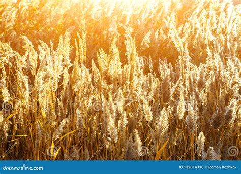 Field Of Dry Reed Grass In Natural In Sunlight Close Up Stock Photo