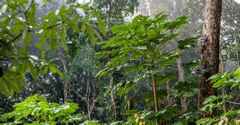 We did not find results for: Small trees make big impact in climate change fight | FIU ...