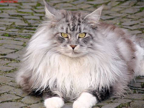 Be suspect of any breeder that offers you maine coon kittens for less than $400 (that is typically the low end of pricing range). What You Should Know About Breeding Maine Coon Cats ...