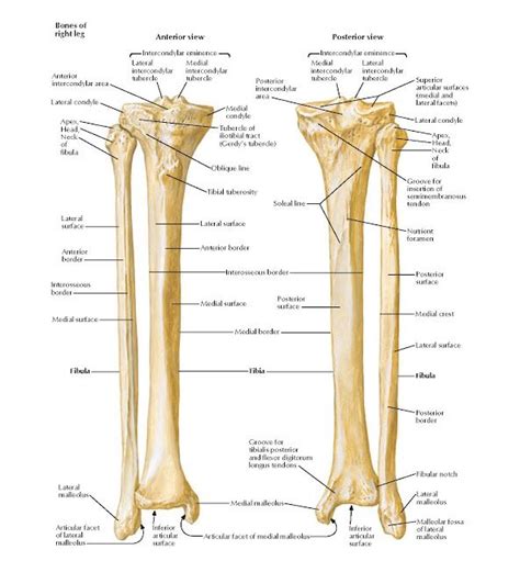 Tibia And Fibula Anatomy Bones Of Right Leg Anterior View Posterior