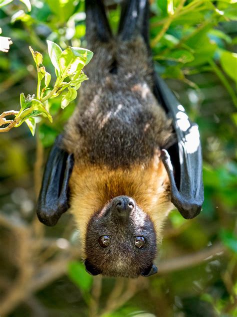 Episode 132 Release The Flying Fox All Creatures Podcast
