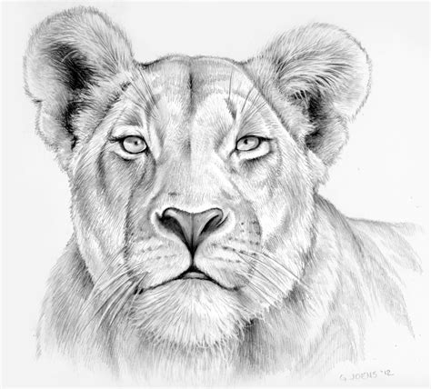 Lioness Original Drawing Colored Pencil Pencil