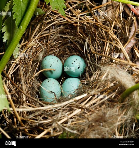 Common Rosefinch Hi Res Stock Photography And Images Alamy