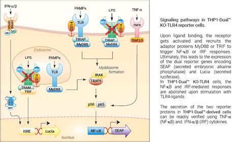 Thp1 Dual™ Ko Tlr4 Cells Nf κb And Ifn Reporter Monocytes Invivogen
