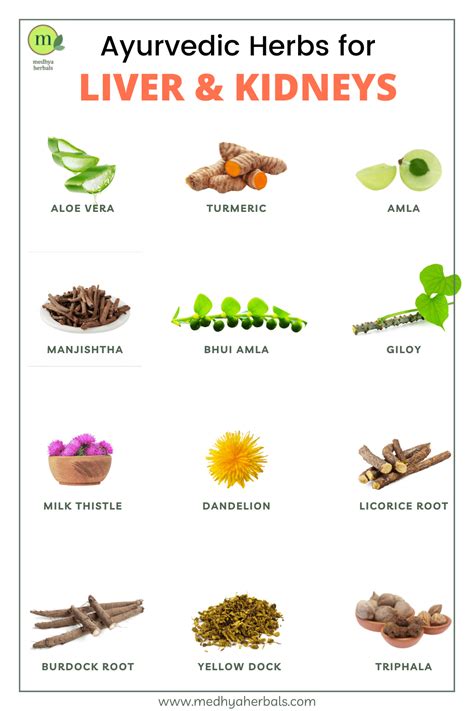 12 Best Ayurvedic Herbs For Kidneys And Liver Cleanse Detoxification
