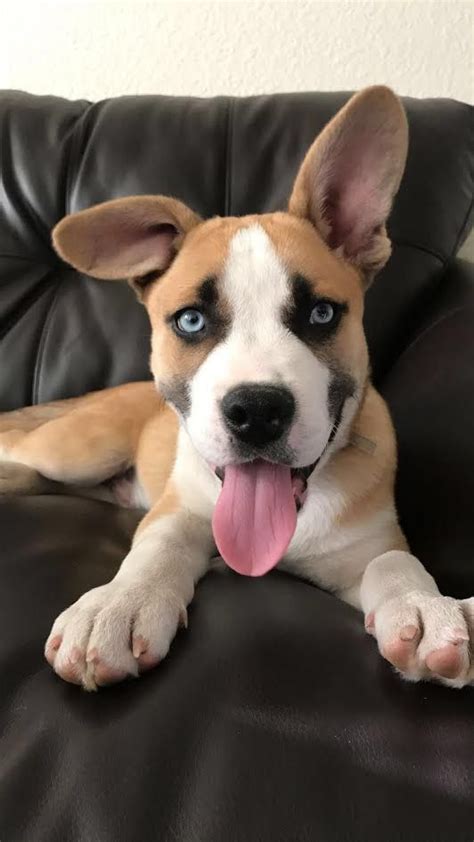 15 minutes (up to twice a day) when three months old, 20 minutes when four months old etc. Meet Barkley a husky pitbull mix http://ift.tt/2pvjFO9 | Dog breeds, Cutest dog ever, Pet dogs