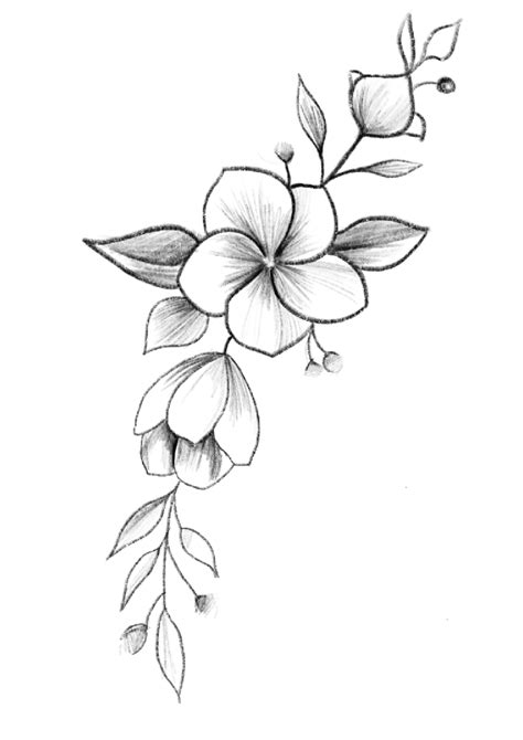 Easy Flower Drawings 4f8 Pencil Drawings Of Flowers Flower Sketches