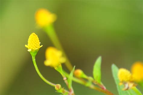 Karakter tanaman mirip dengan tanaman kacang tanah. Paling Bagus 21+ Foto Bunga Rumput - Gambar Bunga HD