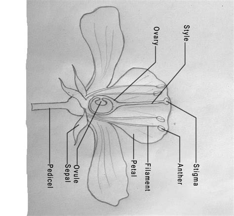 Draw A Well Labelled Diagram To Show The Parts Of A Typical Flowering