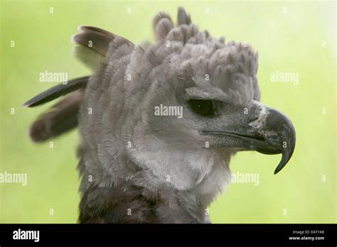 Harpy Eagle Harpia Harpyja Panama Stock Photo Alamy