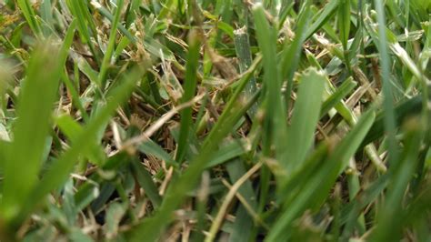 Warm Season Grass Identity Lawnsite Is The Largest And Most Active