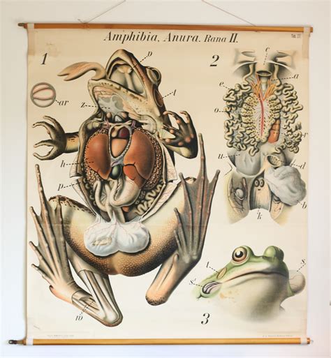 School Poster Anatomy Of A Rana No27 Pfurtschellers Zoological