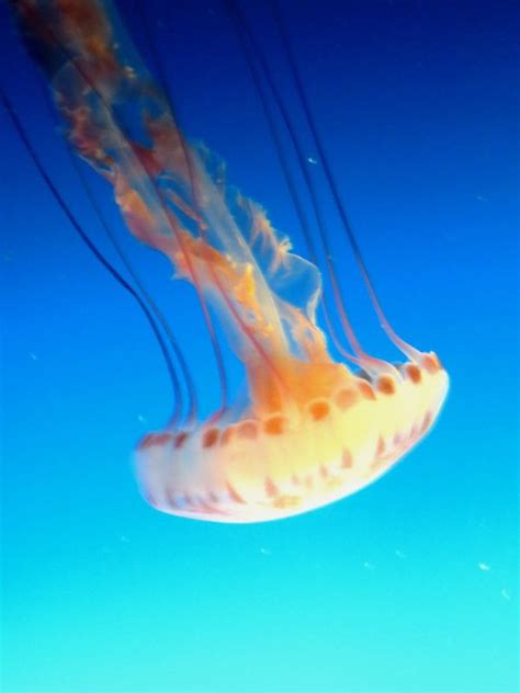 Free Images Jellyfish Blue Invertebrate Freezing Macro