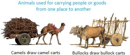 Predators of bactrian camels include humans, tigers, and monitor lizards. Uses of Animals | important things we get from animals ...