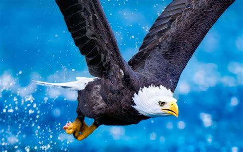 Free eagle wallpapers and backgrounds. Eagles Desktop Backgrounds - Wallpaper Cave