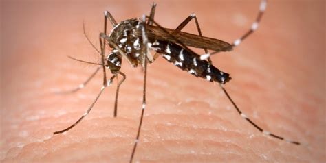 Confirmaron 145 Casos De Dengue En Reconquista Últimas Noticias De