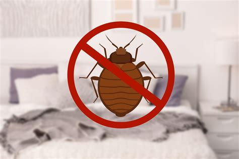 Baltimores Best Bed Bug Exterminator Raven Termite And Pest Control