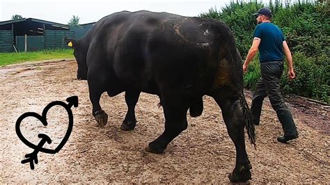This Huge Bull Has A Love Heart Tattoo How To Trim Bulls Feet The