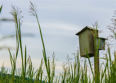 Birdhouse In The Grass Birdhouse Back In The Grass Along T Flickr