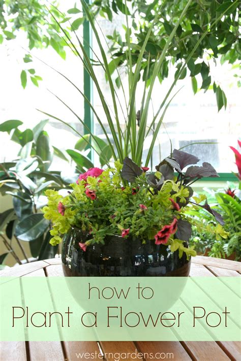 Check spelling or type a new query. How to Plant a Flower Pot - Western Garden Centers ...