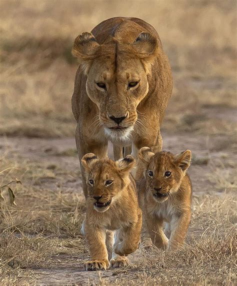 Mama Lion And Her Cubs Animals Lioness And Cubs Lions
