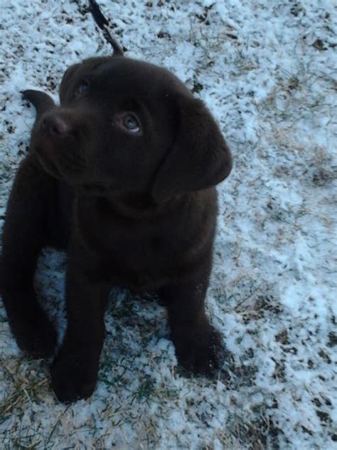 Labrador retriever, akc registered labs, mans best friend, our home is located in allegan, mi , 49010. black lab puppies | Black lab puppies, Lab puppies ...