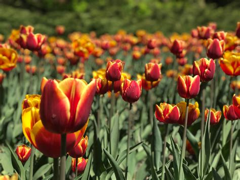 Your Guide To Canadas Largest Tulip Festival Embracing Ottawa