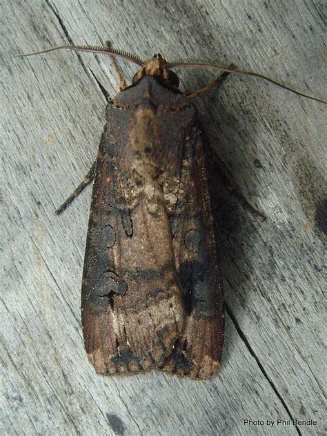 The larval forms of several species of moths, cutworms plague lawns and gardens when disturbed, they curl up into a c. one of the most common types is the black cutworm, which affects lawns and vegetable gardens. Phil Bendle Collection:Agrotis ipsilon (Greasy Cutworm ...