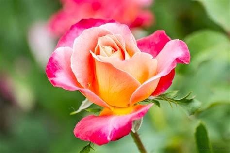 Rainbow Sorbet Rose Rose Rainbow Nature Photography