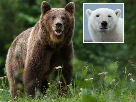 Polar Bears And Grizzlies Keep Mating And Could Evolve Into New Species