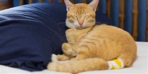 Tail Injuries In Cats Causes Symptoms And Treatment