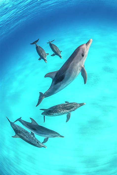 Pod Of Atlantic Spotted Dolphins Swimming Bahamas Photograph By Alex