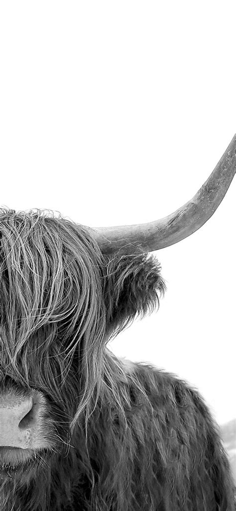 Best Highland Cow Iphone Hd Wallpapers Ilikewallpaper