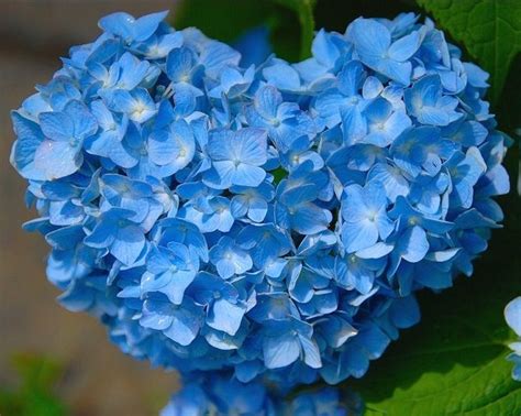 Gambar Bunga Warna Biru