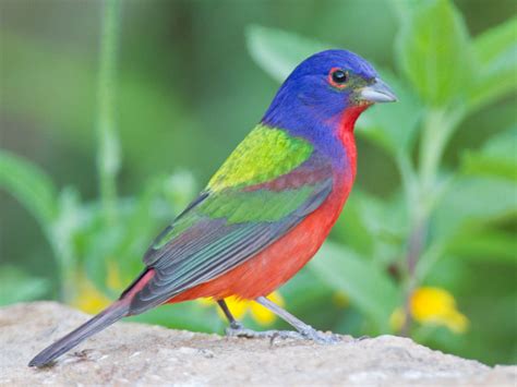 Hermosos Pájaros De Colores Naturaleza