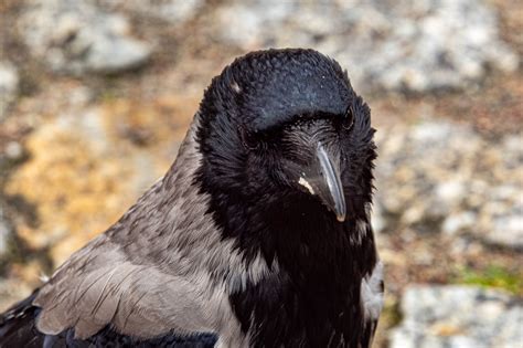 Close Up Crow Bird Free Photo On Pixabay Pixabay