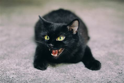 고양이 검은 색 Pixabay의 무료 사진 Pixabay