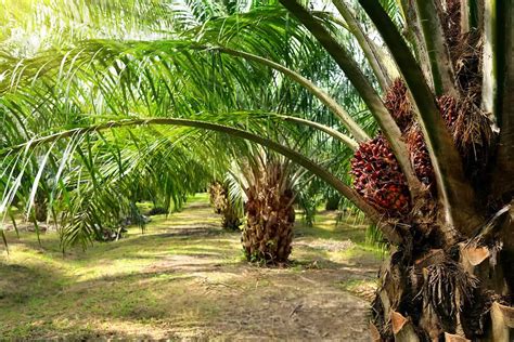 7 Palm Trees That Provide Shade Plantglossary