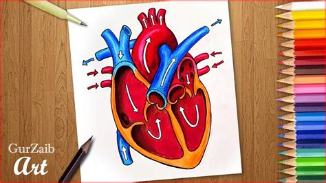 How to draw human heart diagram drawing || Heart anatomy drawing with