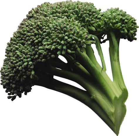 Broccoli Png Images Transparent Background Png Play